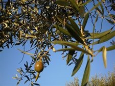 Cinco personas sorprendidas cuando robaban aceitunas y nueces en La Albuera y Villafranca