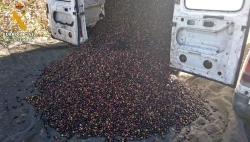 Recuperados 5.000 kilos de aceitunas que acababan de ser sustraídas de La Nava de Santiago