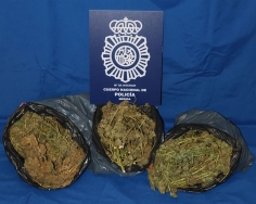 Un detenido en Mérida con cogollos de marihuana