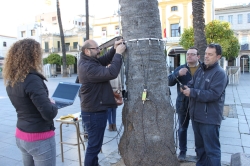 El ayuntamiento y Cycitex acuerdan realizar un estudio de las palmeras de la Plaza de España