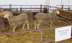 La Diputación de Badajoz a través de la finca I+D+i La Cocosa subasta ganado ovino puro merino