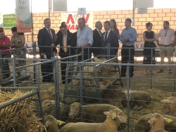 La Junta destina más de 800.000 euros a tres proyectos de investigación e innovación del sector del ovino.
