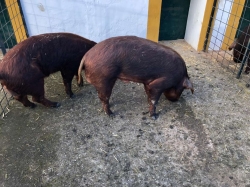 El Centro de Selección y Reproducción Animal (CENSYRA) de Badajoz reanudó las subastas de ganado porcino de raza Duroc.