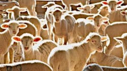 La Diputación de Badajoz ha participado en la subasta de ganado de la X Feria Agroganadera y Multisectorial de Siruela.