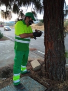 Comienza el tratamiento preventivo en los pinos de la ciudad para evitar la procesionaria
