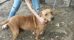Rescatan a 36 perros hacinados en una vivienda de La Corchera