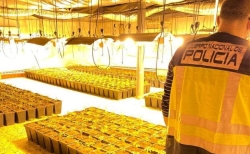 La Policía desmantela cuatro plantaciones de marihuana en Mérida y detiene a siete personas