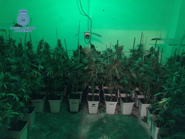 Incautados 100 kilos de marihuana al desmantelar una plantación en Villanueva de la Serena