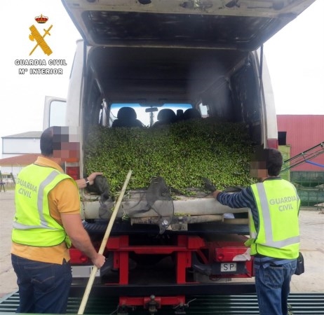 Sorprendido con aceituna robada en Mérida tras sufrir un accidente