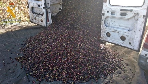 Recuperados 5.000 kilos de aceitunas que acababan de ser sustraídas de La Nava de Santiago