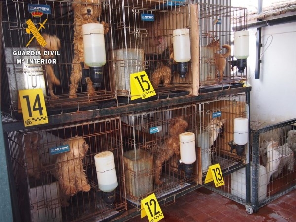 Detenido en Don Benito un hombre que tenía 55 perros hacinados y en "pésimas condiciones"