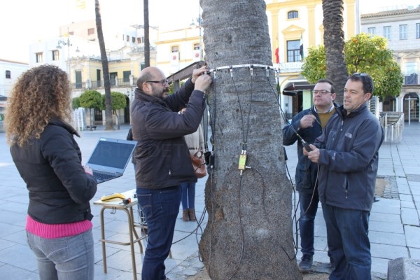 El ayuntamiento y Cycitex acuerdan realizar un estudio de las palmeras de la Plaza de España