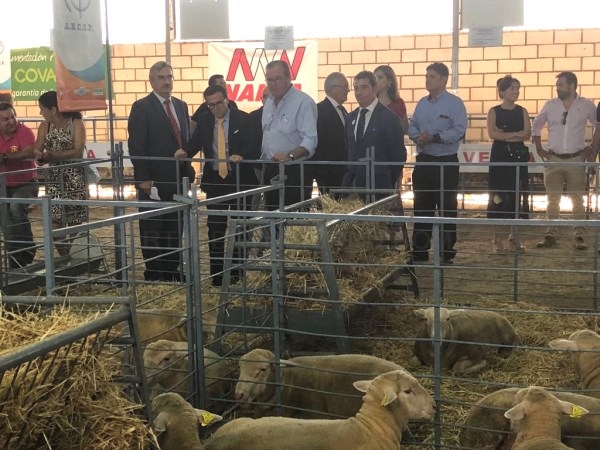 La Junta destina más de 800.000 euros a tres proyectos de investigación e innovación del sector del ovino.