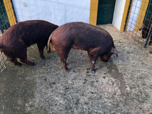 El Centro de Selección y Reproducción Animal (CENSYRA) de Badajoz reanudó las subastas de ganado porcino de raza Duroc.