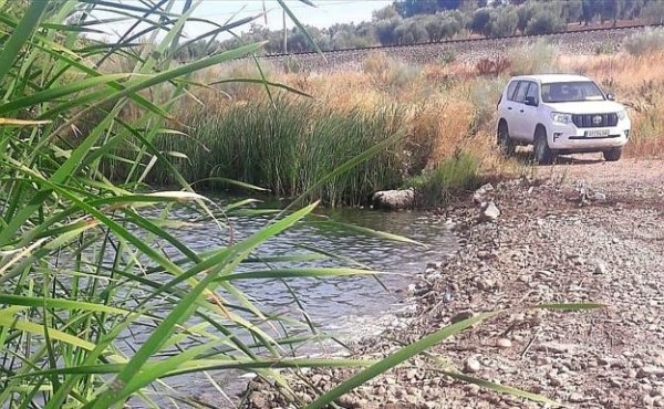 Retiran decenas de carpines muertos en el Guadiana por las altas temperaturas