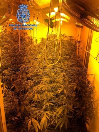 Desmantelan una plantación de marihuana en la zona de El Barrio de Mérida