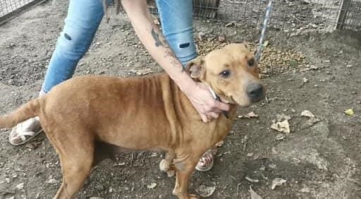 Rescatan a 36 perros hacinados en una vivienda de La Corchera