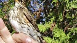 La Laguna de Fuente del Rey celebra del Día Mundial de las Aves con actividades gratuitas para toda la familia