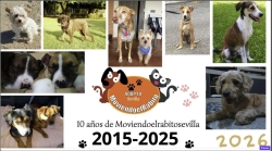 MoviendoelrabitoSevilla presenta su calendario para 2026