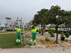 La retirada de la naranja amarga sigue su curso