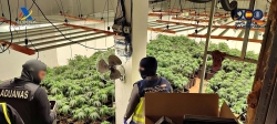 Un detenido y 2.000 plantas de marihuana intervenidas tras desmantelar un cultivo en Dos Hermanas