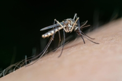 Dos nuevos casos de fiebre del Nilo Occidental en Sevilla elevan a 14 los contagios en Andalucía