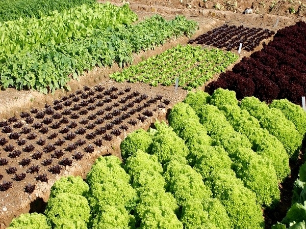 AGRICULTURA ECOLÓGICA 