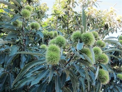 Las Villuercas producen 1,5 millones de kilos de castañas