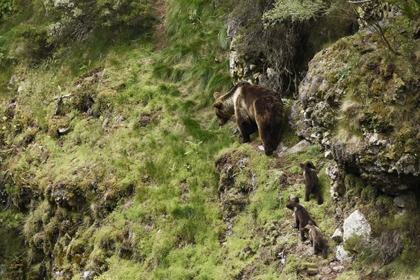 Avistamiento del oso pardo, una excelente excusa para recorrer los Parques Naturales de Asturias