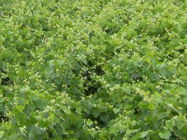 viveros valencia, injertos de vid valencia, vinos valencia, uvas valencia