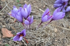 FLOR DEL AZAFRÁN