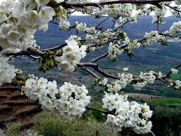 Excursión para visitar el Cerezo en Flor