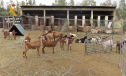 Recuperadas en Guareña 12 cabras sustraídas de una explotación ganadera