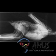 AMUS ALERTA DEL POCO RESPETO DE LOS CAZADORES A LAS ESPECIES PROTEGIDAS CUANDO SE ABRE UNA NUEVA TEMPORADA DE CAZA.