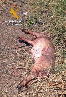 LA GUARDIA CIVIL INVESTIGA AL PRESUNTO AUTOR DEL ROBO DE 15 LECHONES.