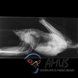 AMUS ALERTA DEL POCO RESPETO DE LOS CAZADORES A LAS ESPECIES PROTEGIDAS CUANDO SE ABRE UNA NUEVA TEMPORADA DE CAZA.