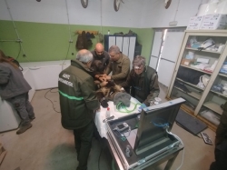 Reintroducida en el medio natural la osezna Alba