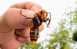 La Diputación destina 30.000 euros a la lucha y erradicación del avispón asiático