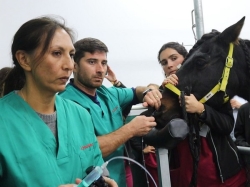 El Hospital Veterinario de la ULE practica cirugías equinas de última generación en vías respiratorias altas