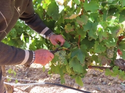 La DO León denuncia que el nuevo plan del biodiésel en Valdevimbre atenta contra el corazón vitivinícola