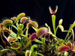 Científicos de la ULE analizan los movimientos más veloces de las plantas y revelan que algunos son más rápidos que un parpadeo