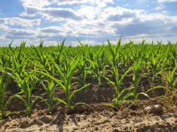 Investigadores de la ULE alertan sobre los costes sociales y económicos de las quiebras agrícolas provocadas por el cambio climático en Europa