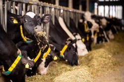 La Diputación de León destina 110.000 euros a ayudas para los ganaderos de vacuno de leche de la provincia