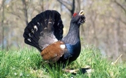 Restringida temporalmente el acceso a áreas críticas de urogallo en Villablino, Palacios del Sil y Murias de Paredes