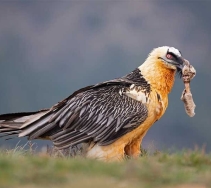 Localizado en Los Picos de Europa un Quebrantahuesos electrocutado