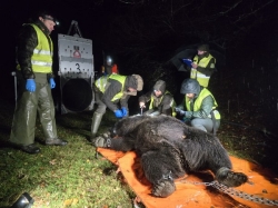 Un nuevo estudio científico revela el calor como un factor fuertemente limitante del movimiento del oso pardo cantábrico