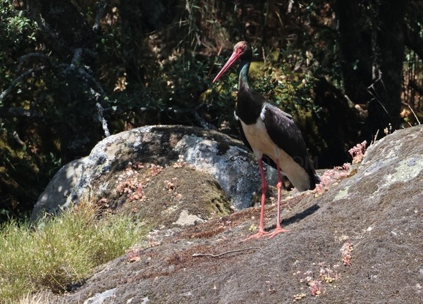Localizadas 38 parejas reproductoras de cigüeña negra en Castilla y León que confirman la estabilidad de la especie en la Comunidad