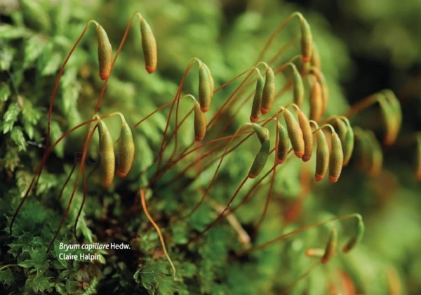 Publicada una investigación de la ULE sobre los briófitos de la provincia de León, que documenta 541 especies