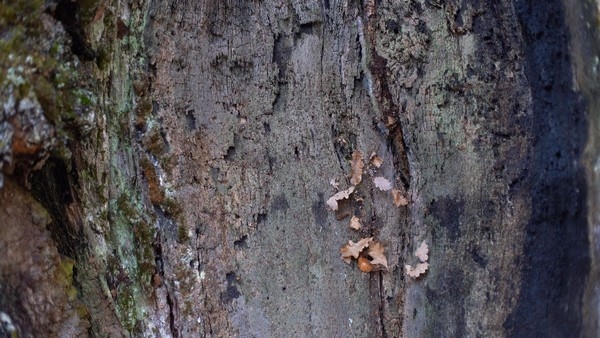 La cineasta Miriam Martín estrena el jueves en MUSAC su documental ‘Un río y una reina’