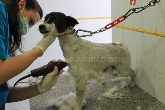 Clinica Veterinaria Huellas